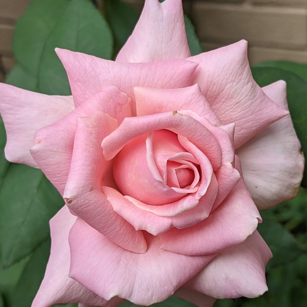 Meet your Posher, K's Fabulous Closet